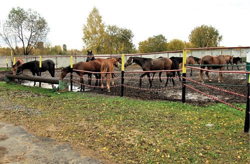 Клиенты завода пасутся прямо рядом